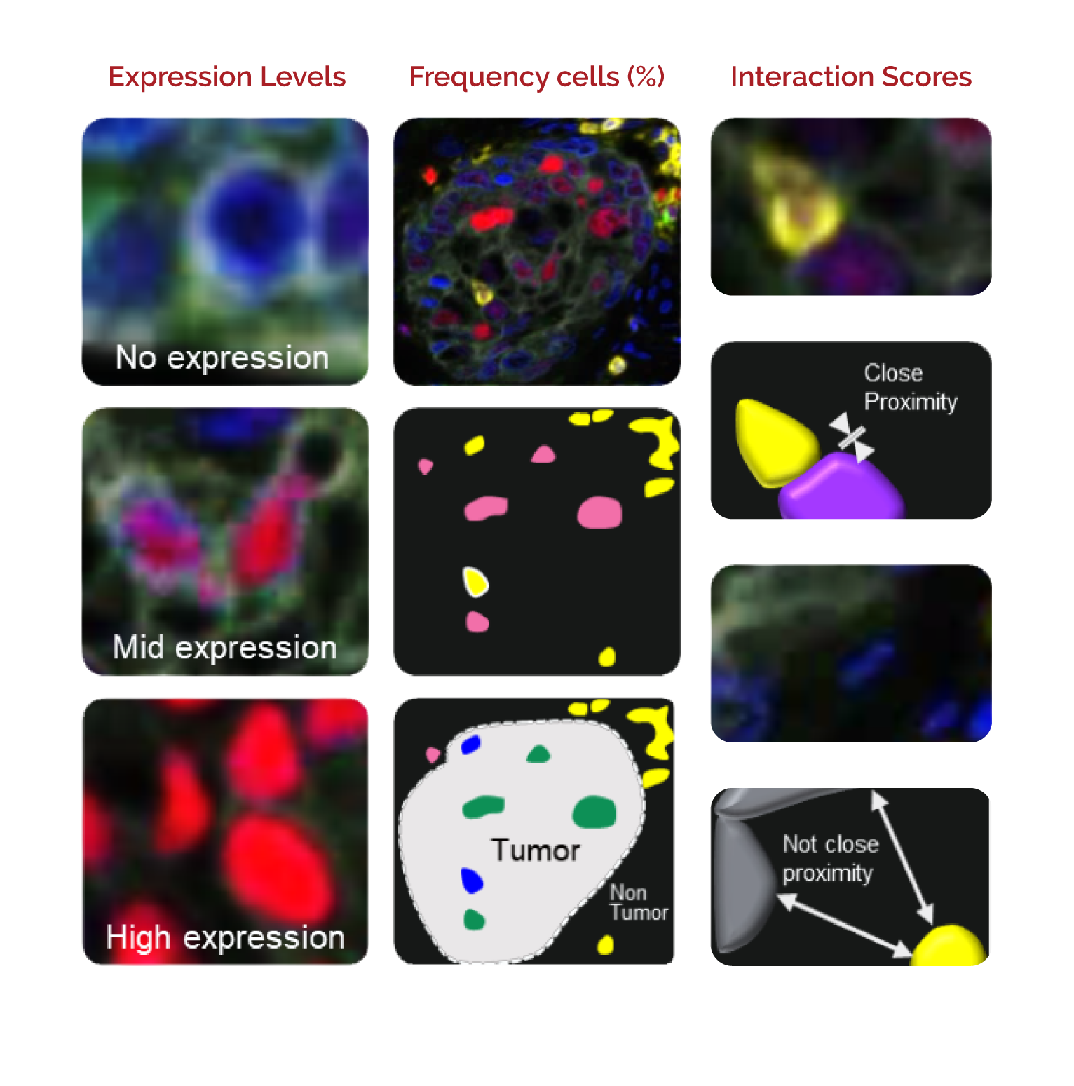 Navigate-DigitalPathology-Biomarker